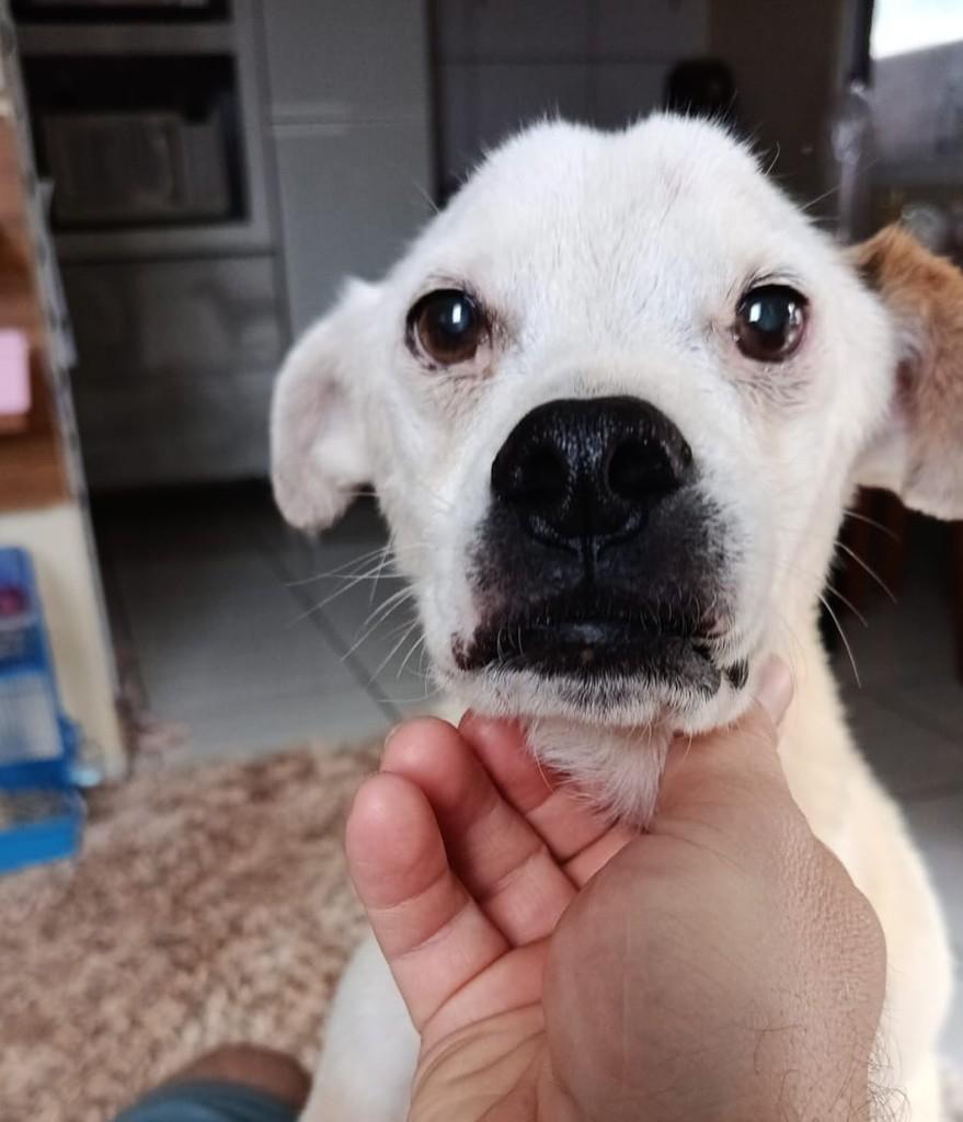 Belinha, cachorro de porte pequeno para adoção em Marau - RS