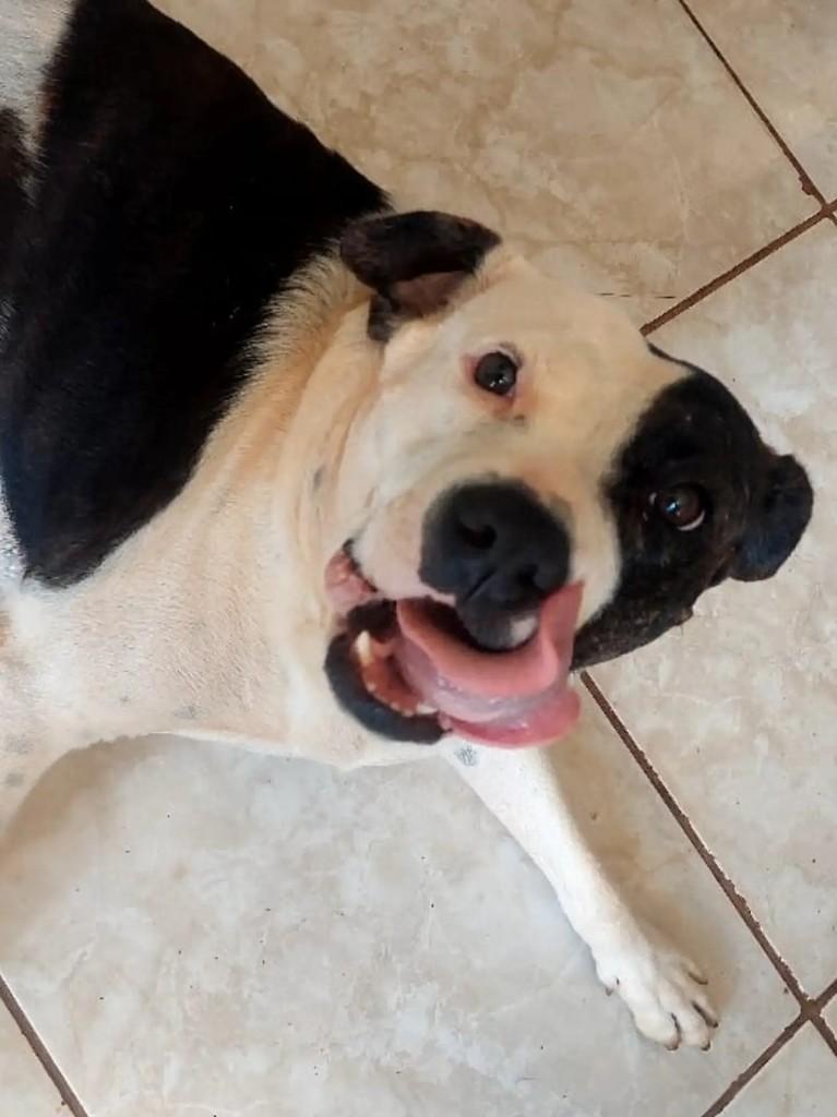 Braian, cachorro de porte grande para adoção em Marau - RS