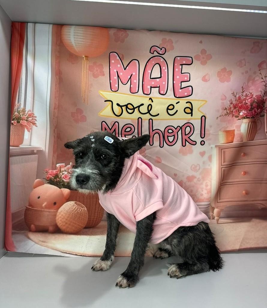 Amélia, cachorro de porte médio para adoção em Marau - RS
