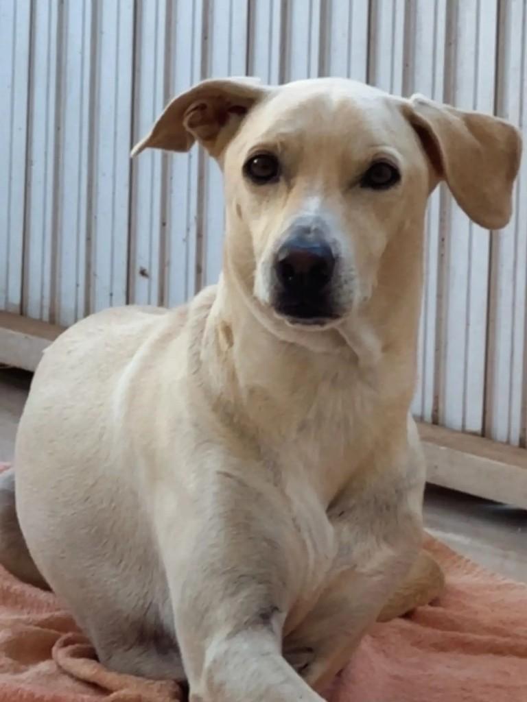 Joe, cachorro de porte grande para adoção em Marau - RS