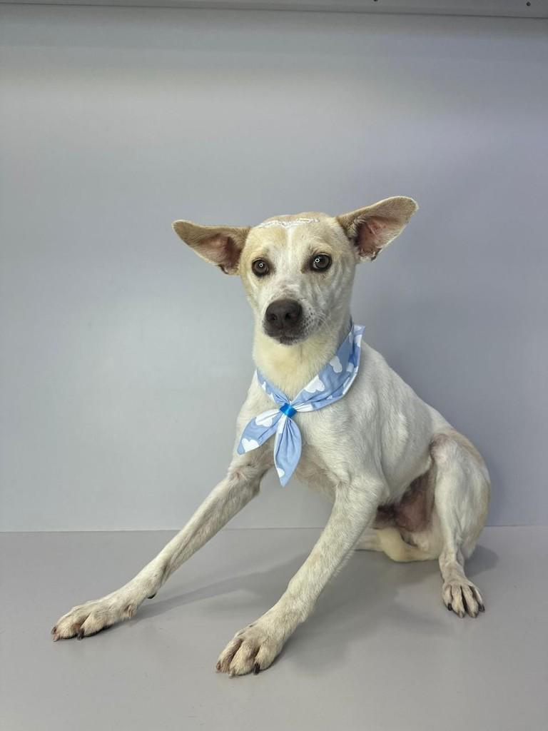 Risonho, cachorro de porte pequeno para adoção em Marau - RS