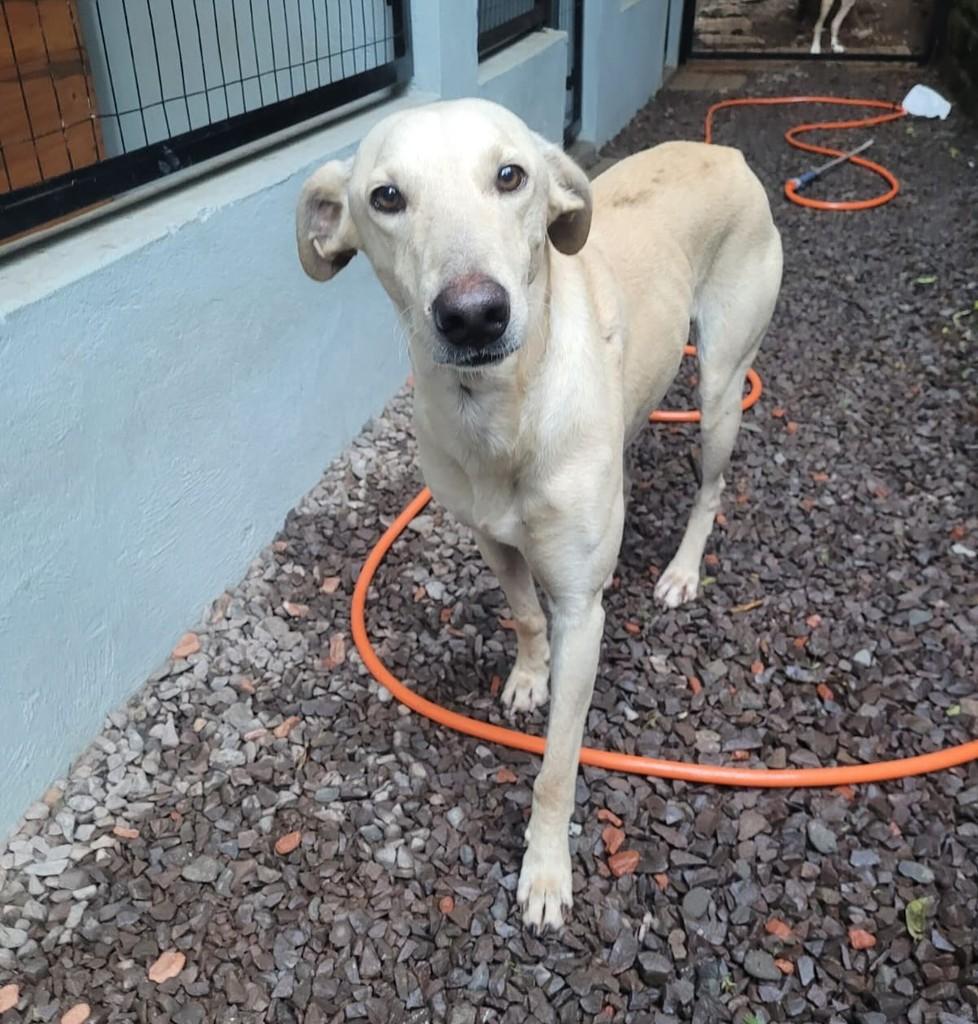 Chorão, cachorro de porte grande para adoção em Marau - RS