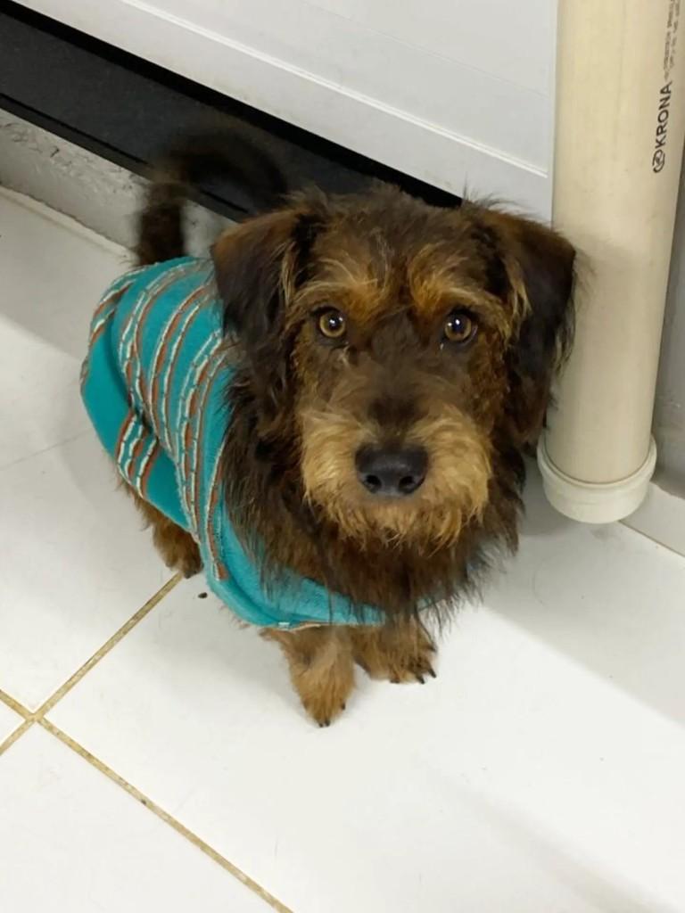 Pinhão, cachorro de porte pequeno para adoção em Marau - RS