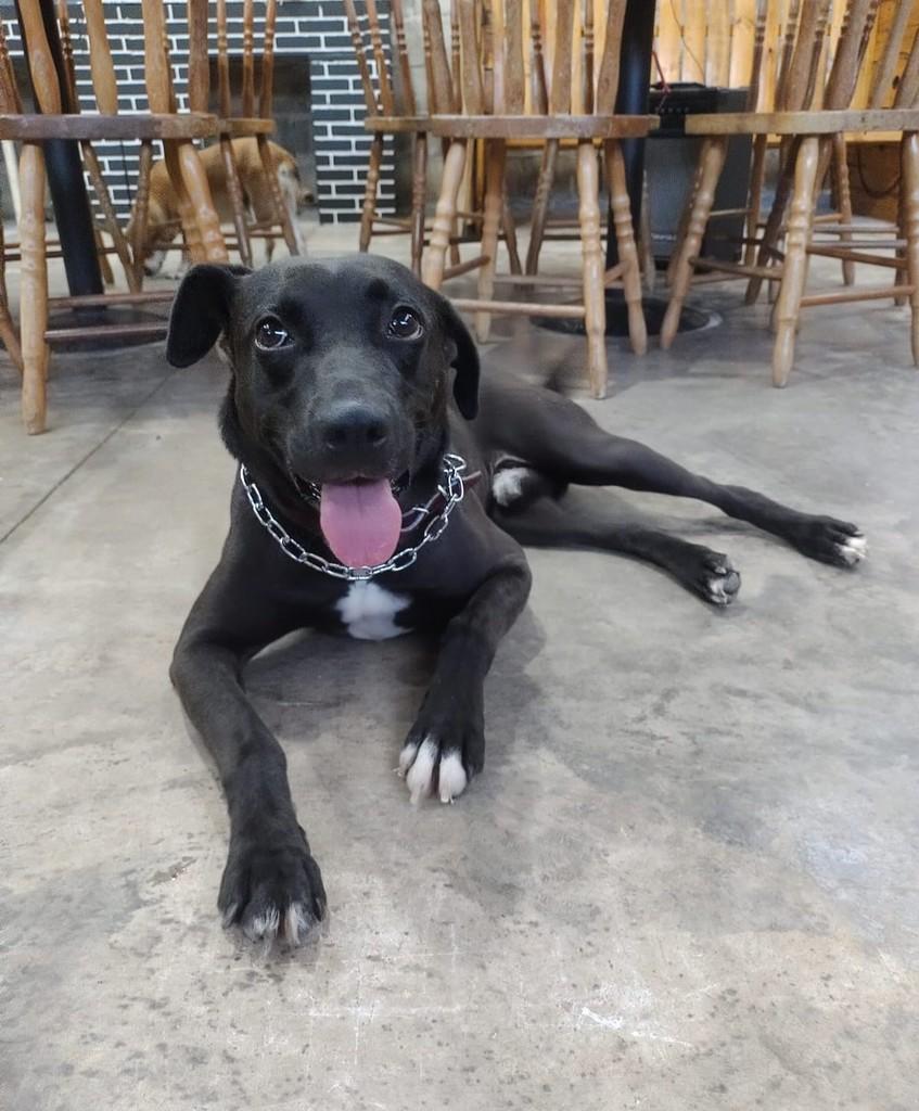 Nego, cachorro de porte grande para adoção em Marau - RS