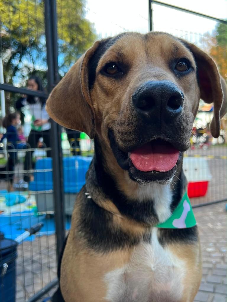 Hoppe, cachorro de porte grande para adoção em Marau - RS