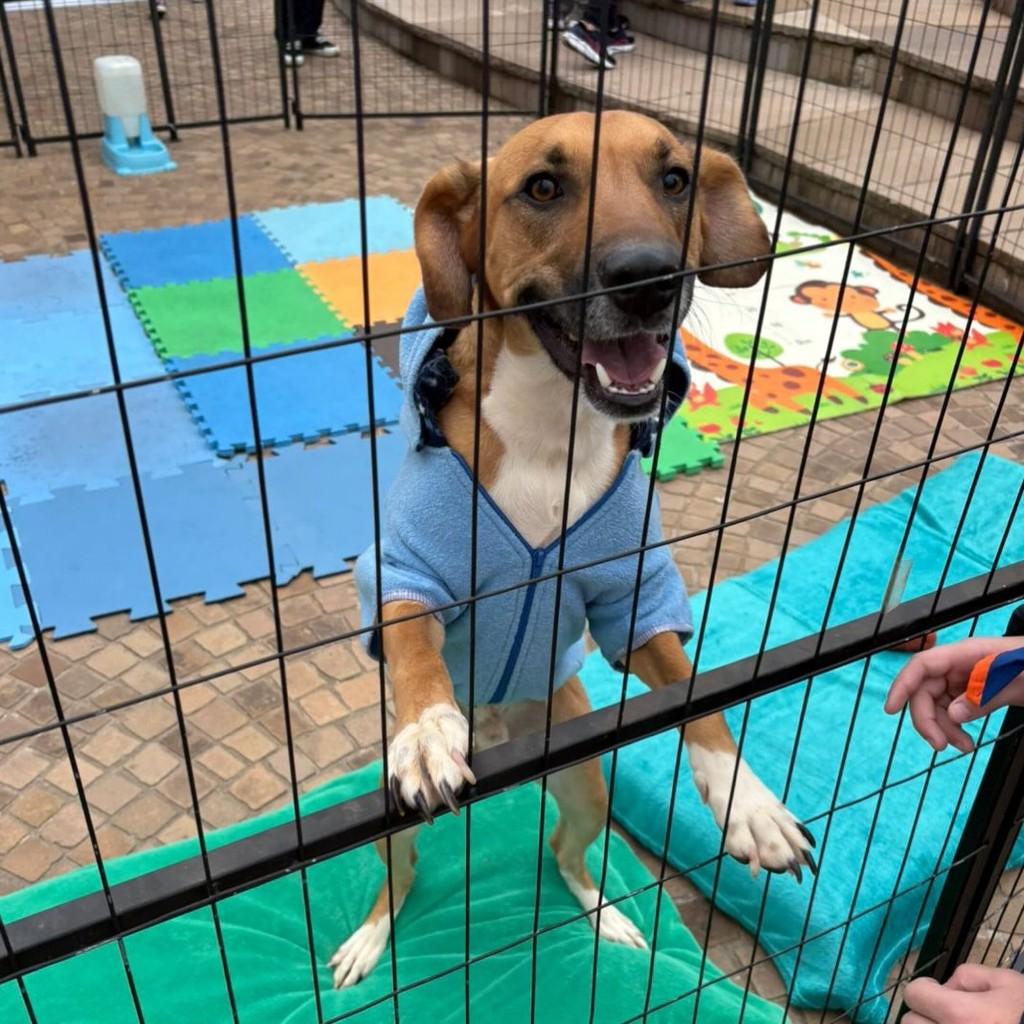 Caramelo, cachorro de porte médio para adoção em Porto Alegre - RS