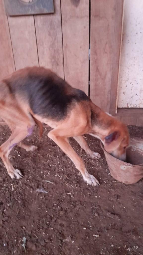 Grandão, cachorro de porte médio para adoção em Marau - RS