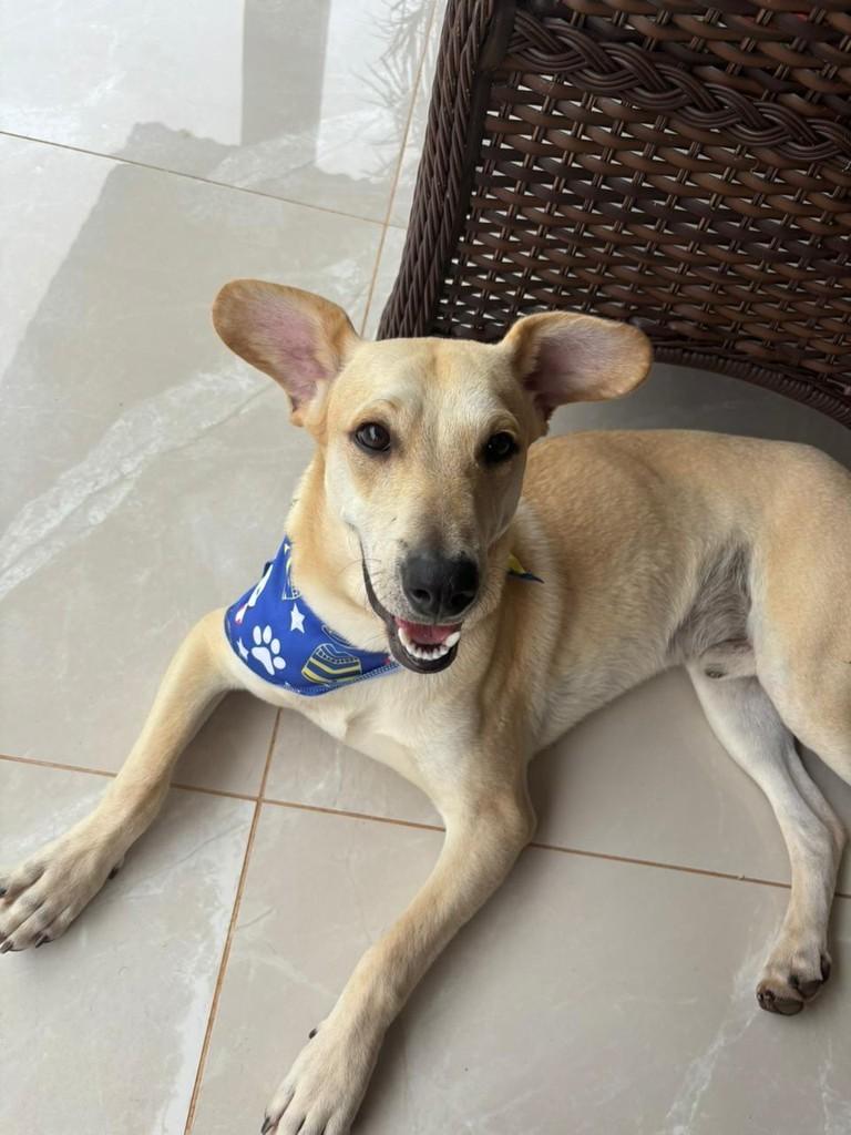 Apolo, cachorro de porte médio para adoção em Marau - RS