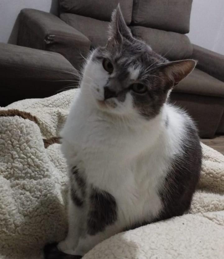 Fafa, gato de porte médio para adoção em Marau - RS