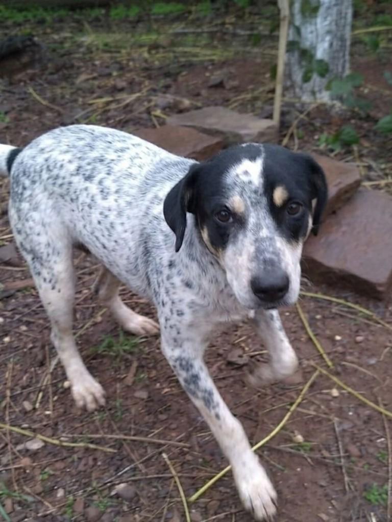 Leca, cadela de porte médio para adoção em Marau - RS