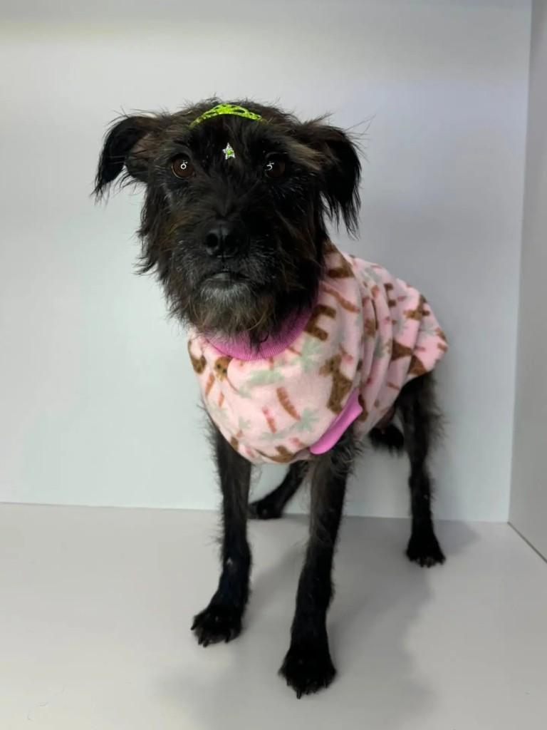 Donna, cachorro de porte médio para adoção em Marau - RS