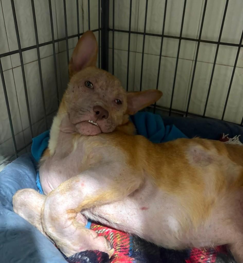 Berê, cachorro de porte pequeno para adoção em Marau - RS