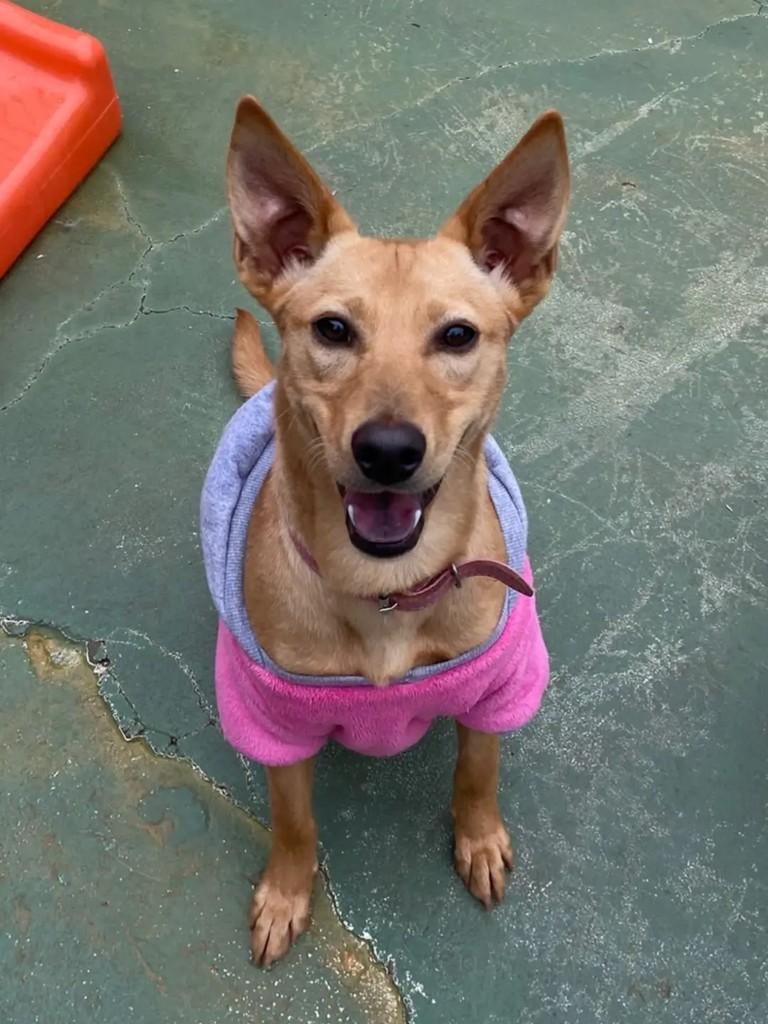 Mel, cadela de porte médio para adoção em Marau - RS