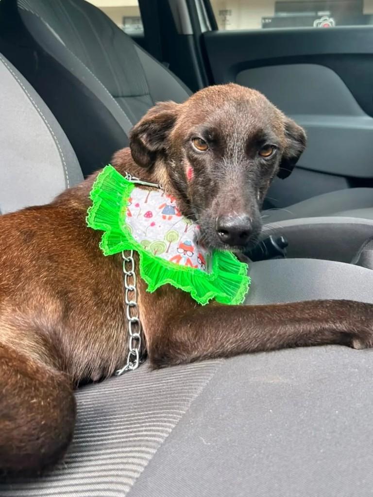 Doralice, cachorro de porte pequeno para adoção em Marau - RS