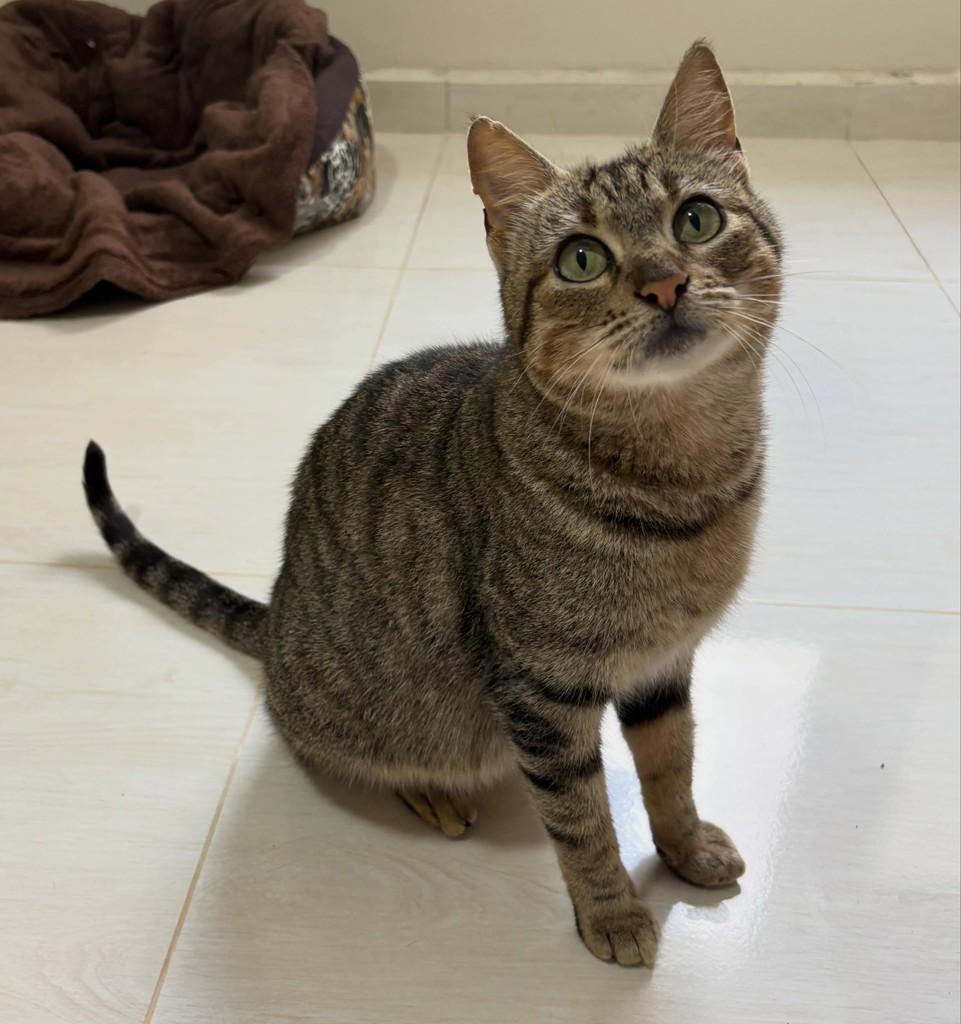 Julia, gata de porte pequeno para adoção em Marau - RS