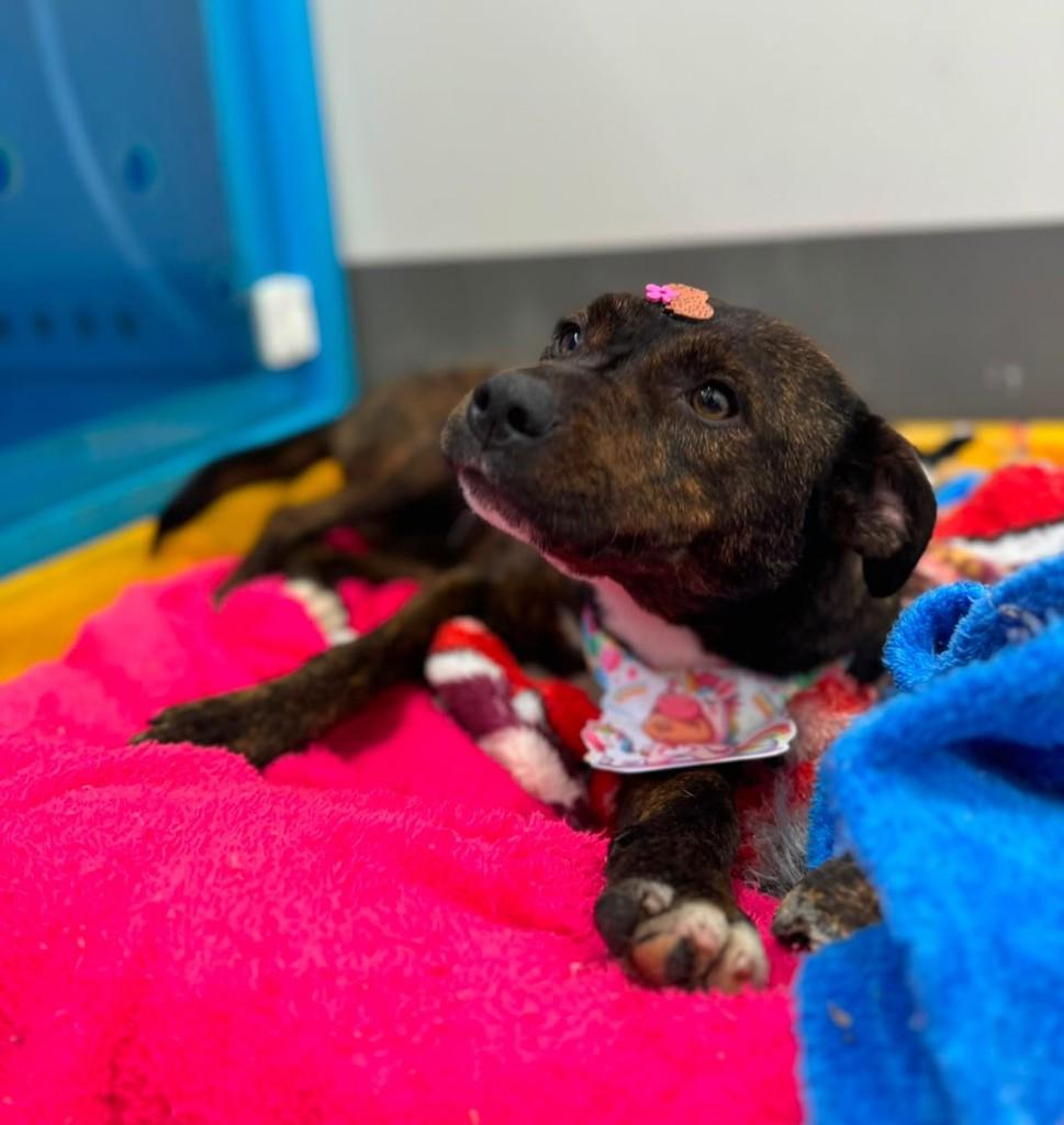 Noa, cadela de porte pequeno para adoção em Marau - RS