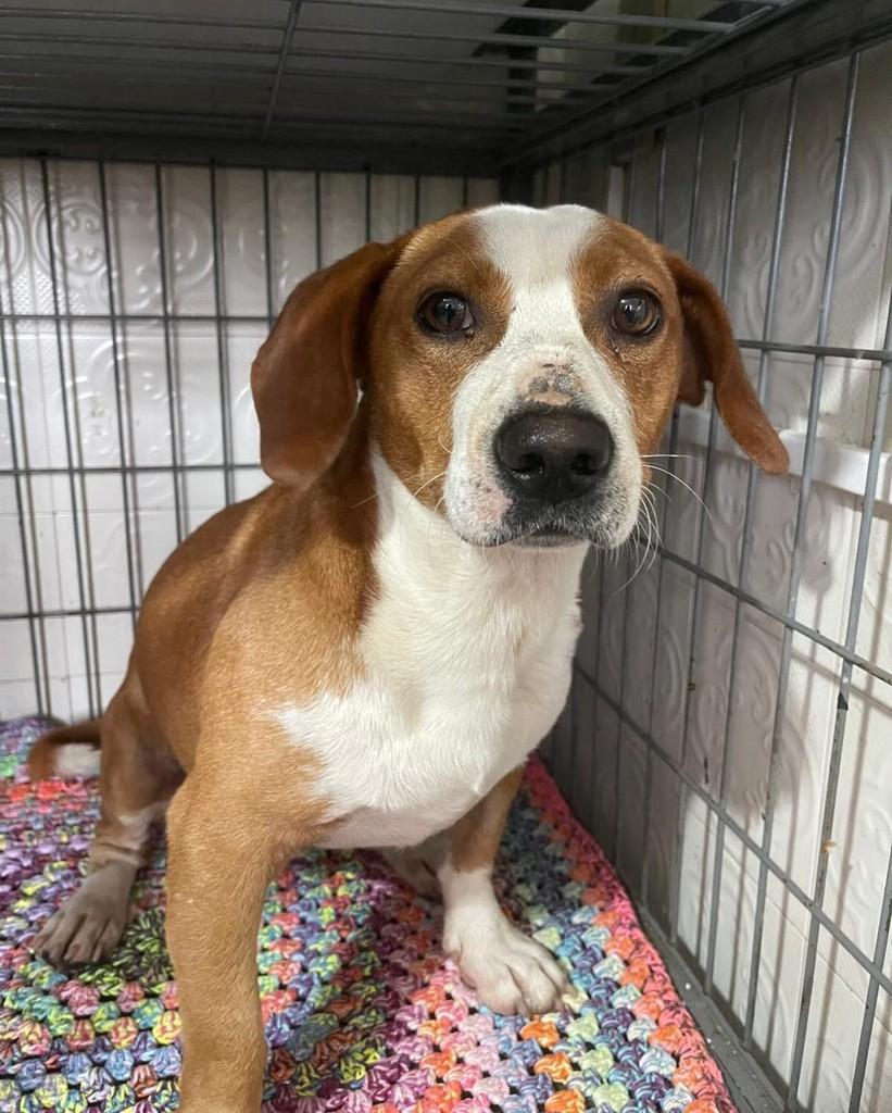 Juca, cachorro de porte pequeno para adoção em Marau - RS
