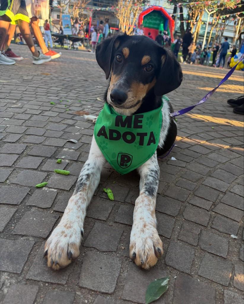 Sol, cachorro de porte pequeno para adoção em Marau - RS