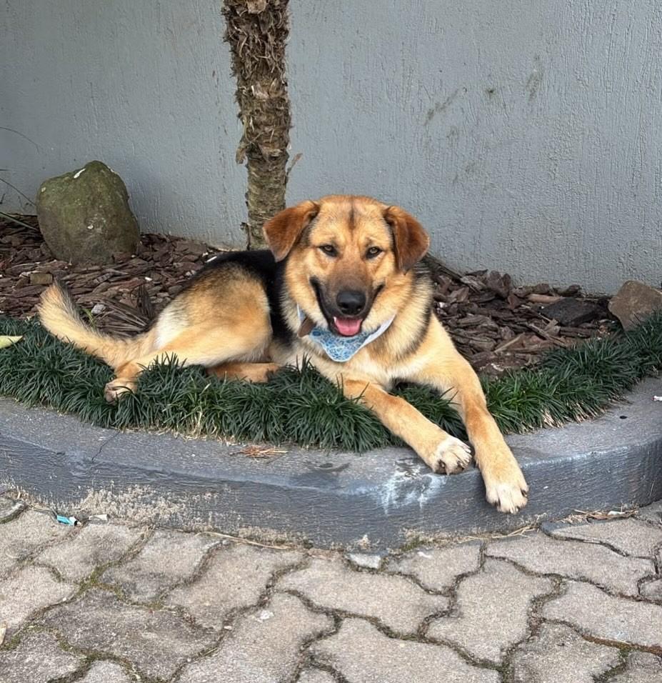 Smash, cachorro de porte médio para adoção em Marau - RS