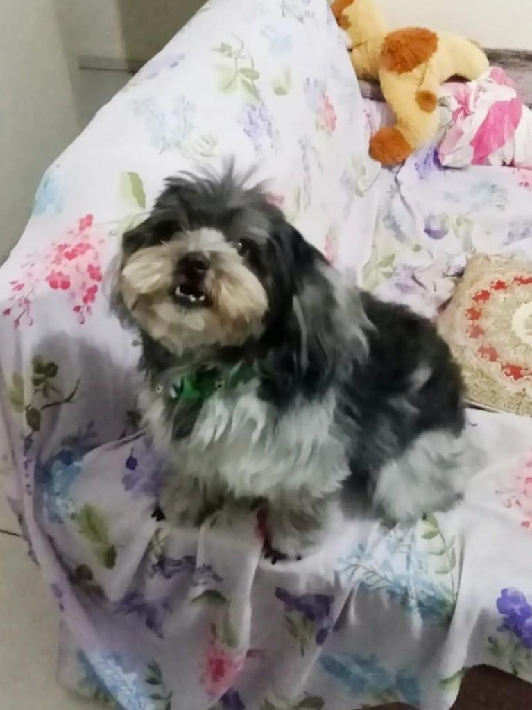 Piquitita, cadela de porte pequeno para adoção em Marau - RS