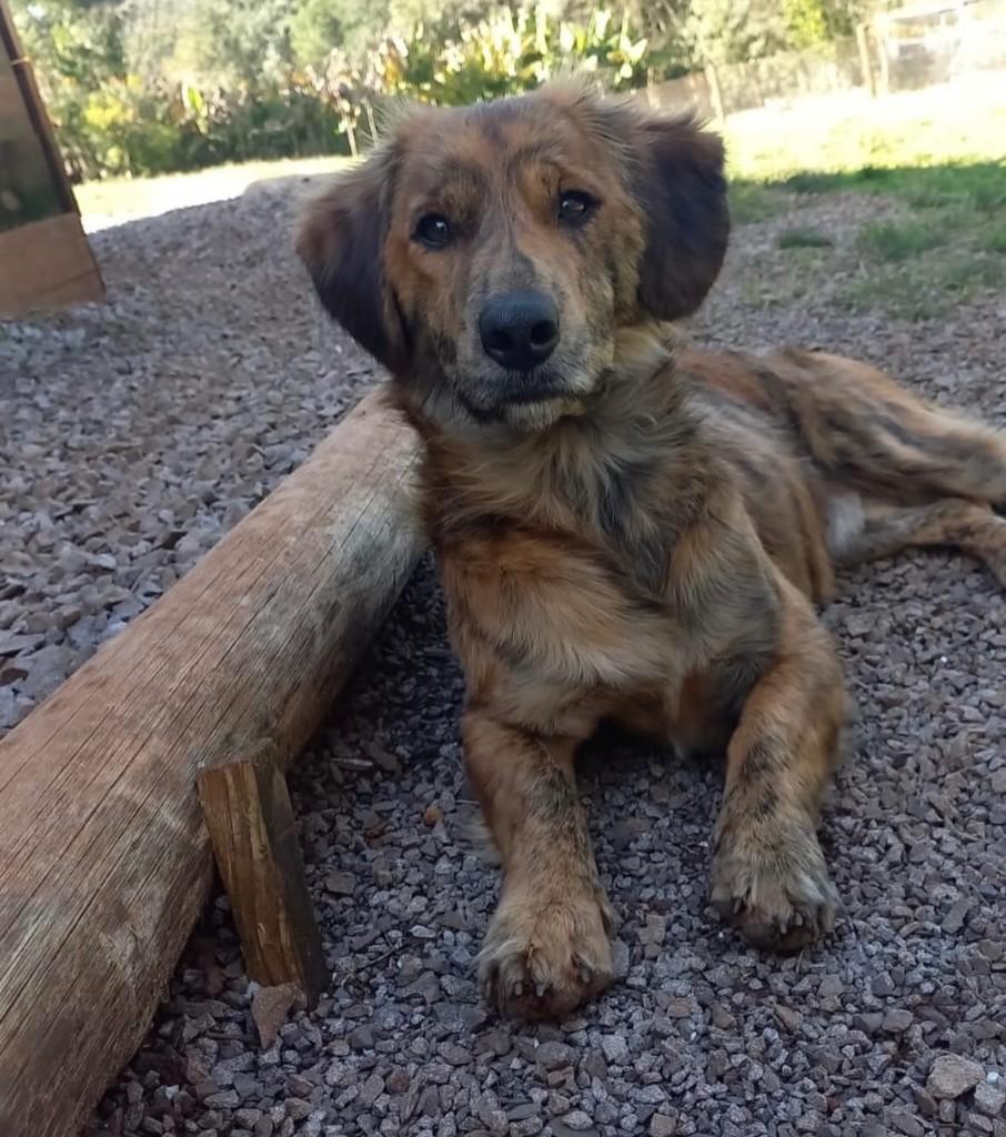 Tobi, cachorro de porte pequeno para adoção em Marau - RS