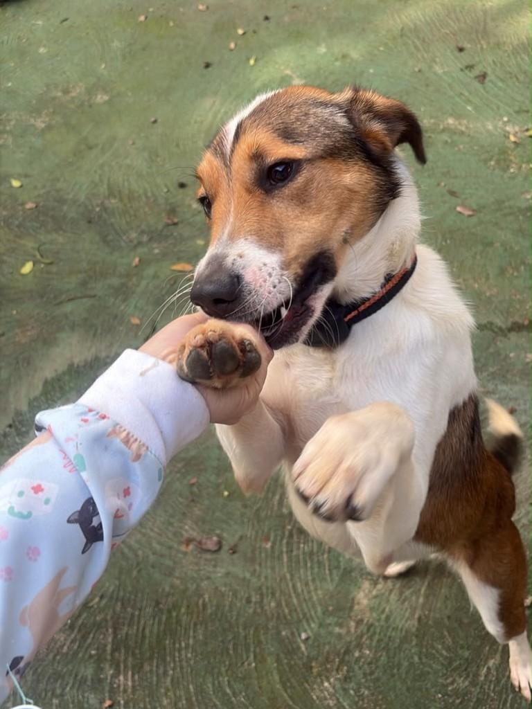 Brandon, cachorro de porte médio para adoção em Marau - RS
