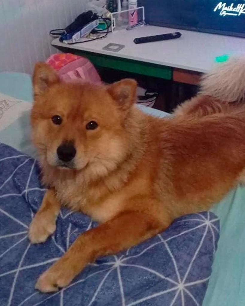 Zeus, cachorro de porte pequeno para adoção em Marau - RS