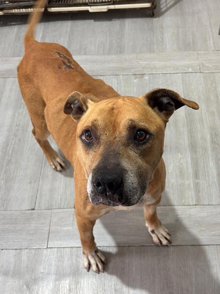Tunico, cachorro de porte grande para adoção em Marau - RS