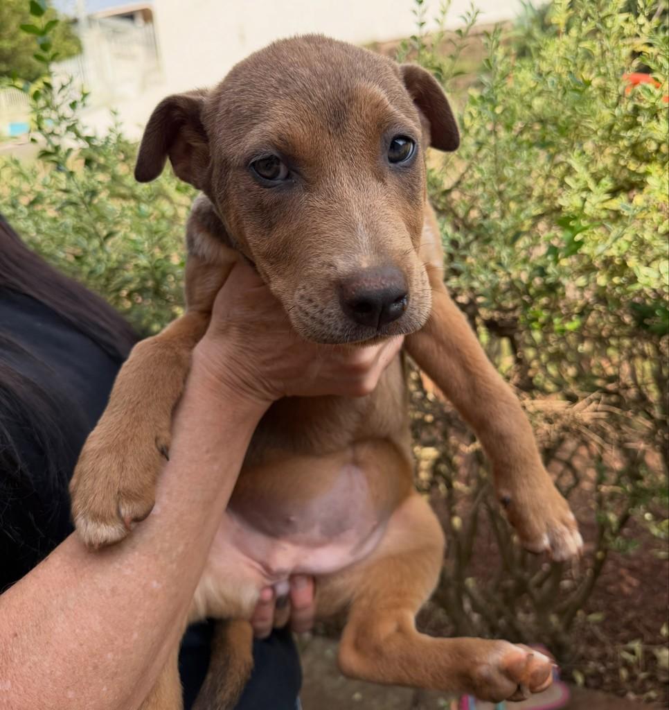 Atena, cachorro de porte grande para adoção em Marau - RS
