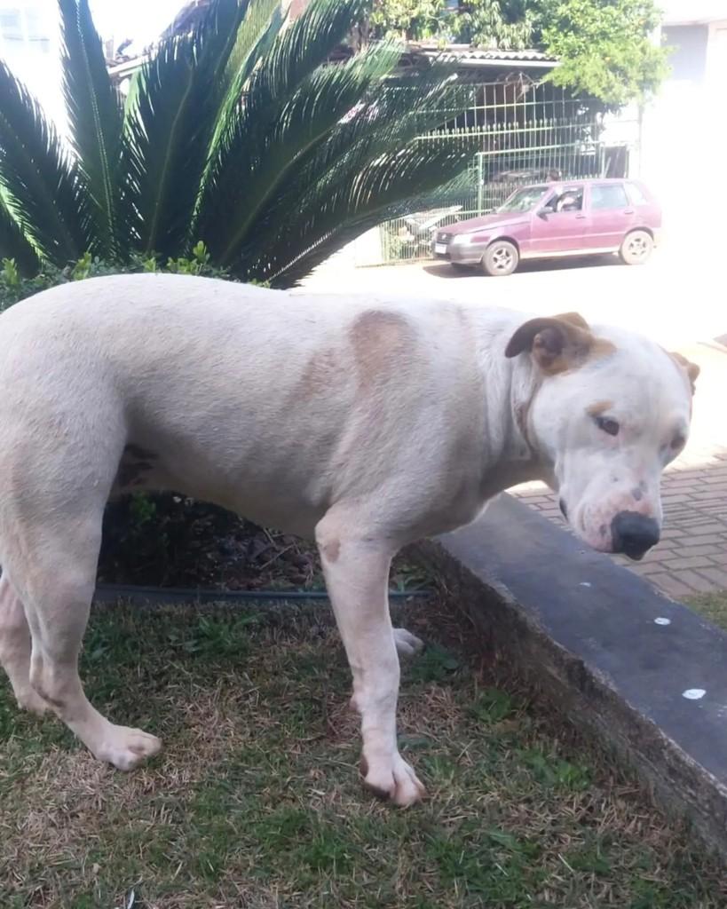Princesa, cadela de porte grande para adoção em Marau - RS