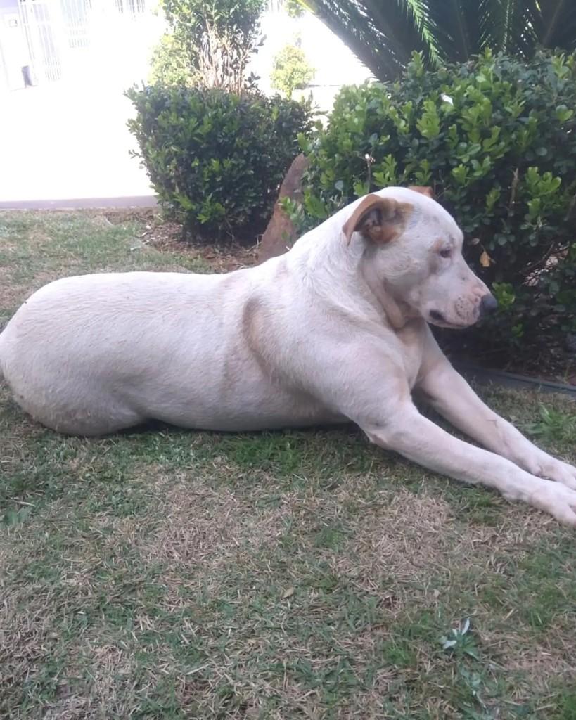 Princesa, cadela de porte grande para adoção em Marau - RS — foto 2 de 2