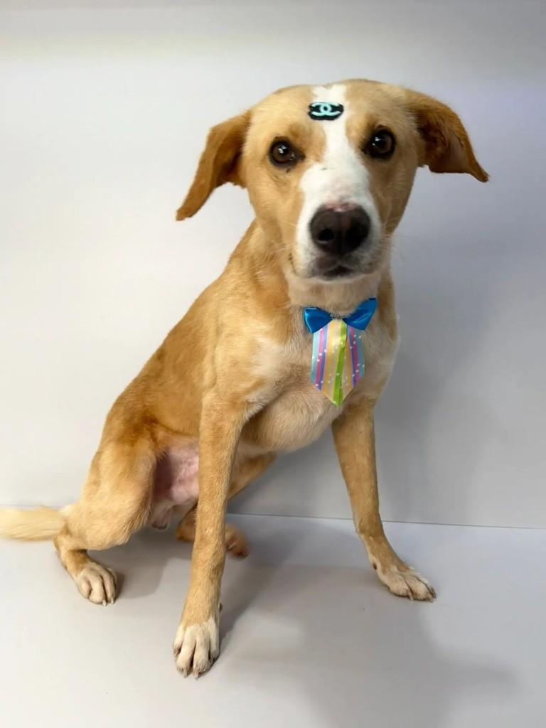 Agostinho, cachorro de porte grande para adoção em Marau - RS