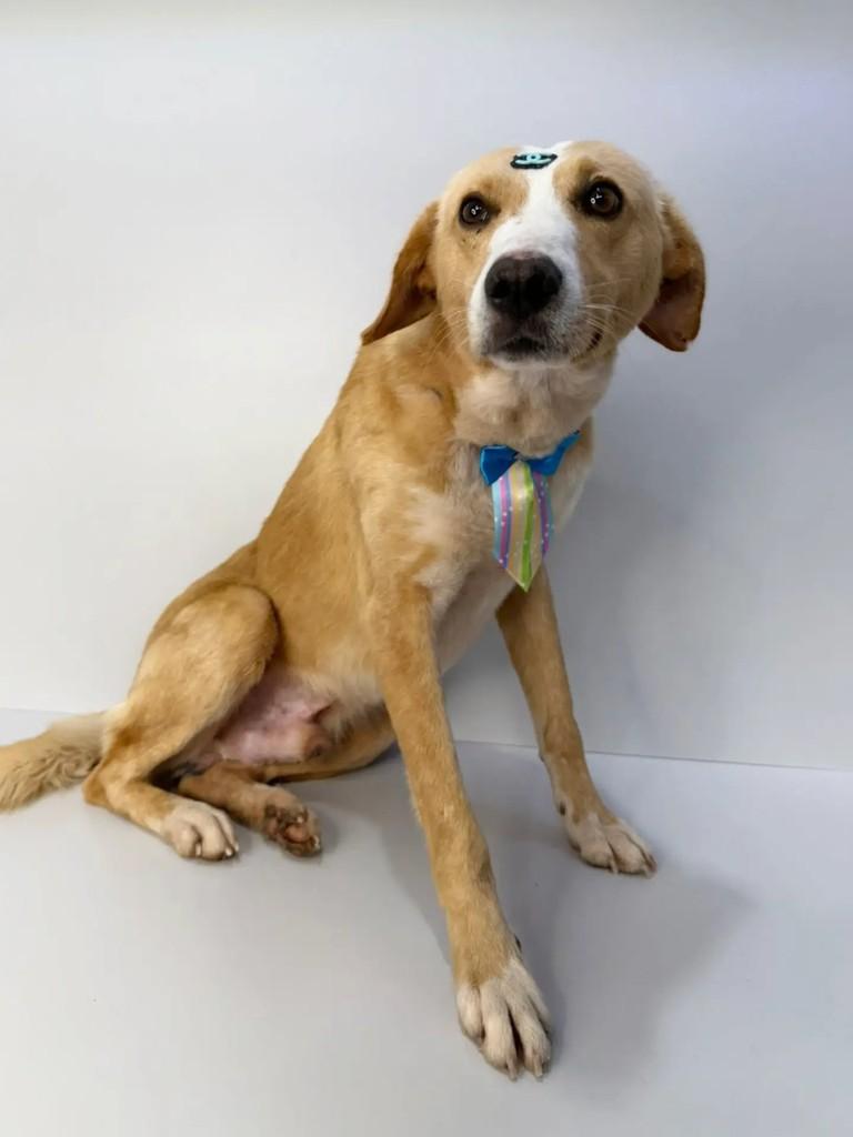 Agostinho, cachorro de porte grande para adoção em Marau - RS — foto 2 de 3