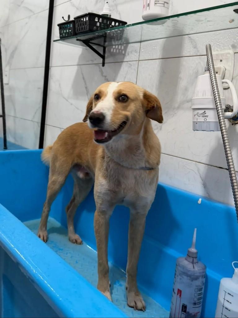 Agostinho, cachorro de porte grande para adoção em Marau - RS — foto 3 de 3