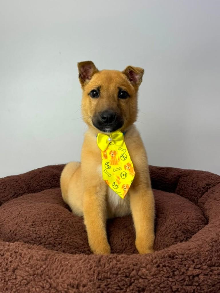 Ursinho, cachorro de porte pequeno para adoção em Marau - RS