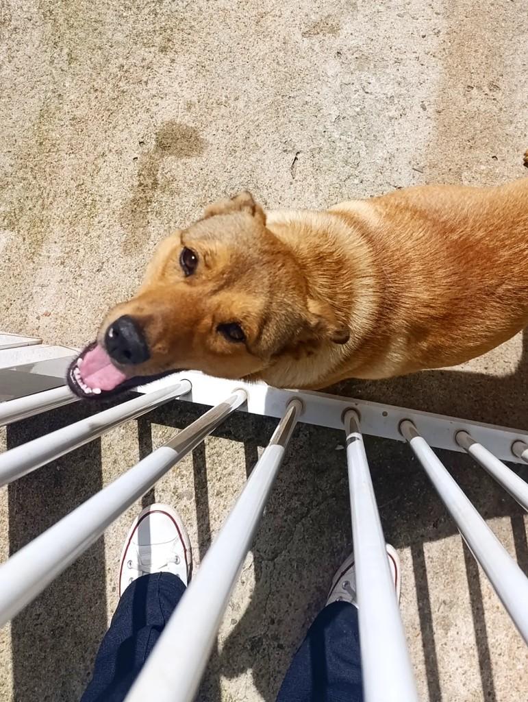 Lola, cadela de porte médio para adoção em Marau - RS