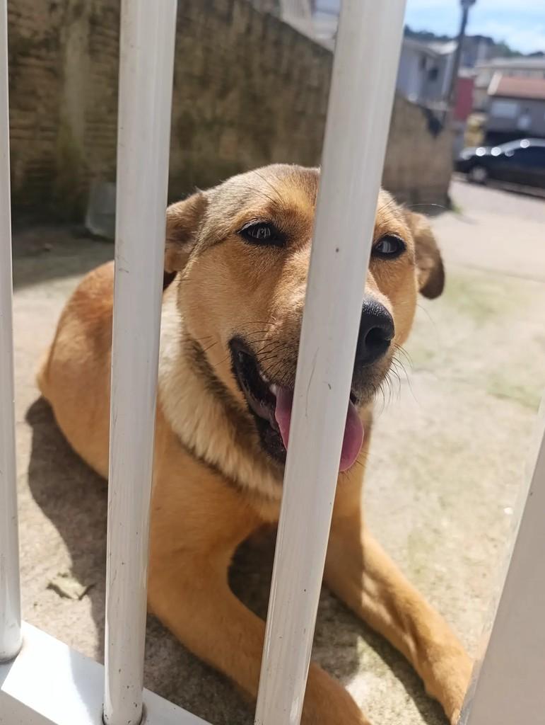 Lola, cadela de porte médio para adoção em Marau - RS — foto 2 de 2