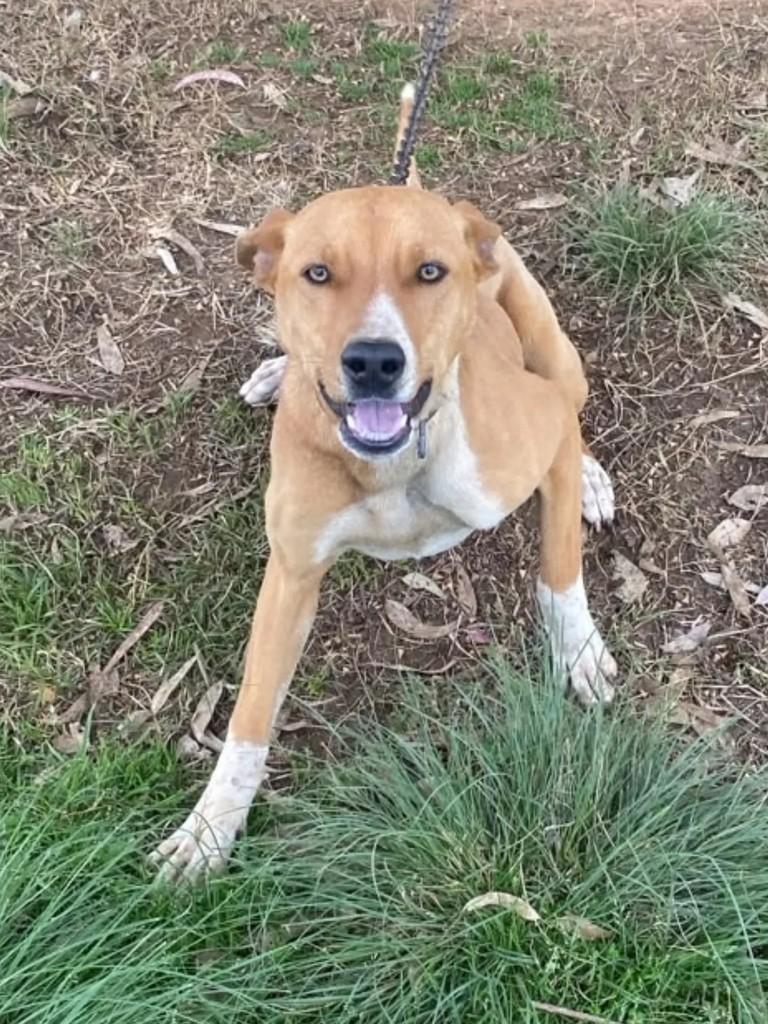 Barto, cachorro de porte médio para adoção em Marau - RS