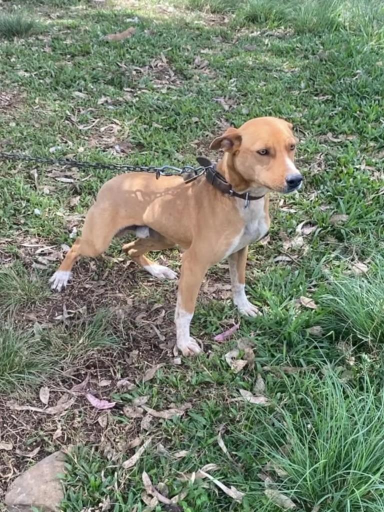 Barto, cachorro de porte médio para adoção em Marau - RS — foto 2 de 2