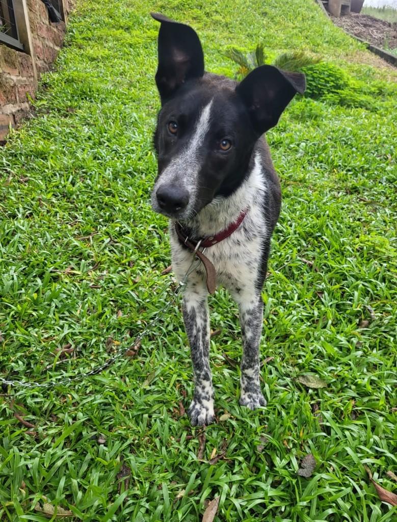 Guri, cachorro de porte médio para adoção em Marau - RS