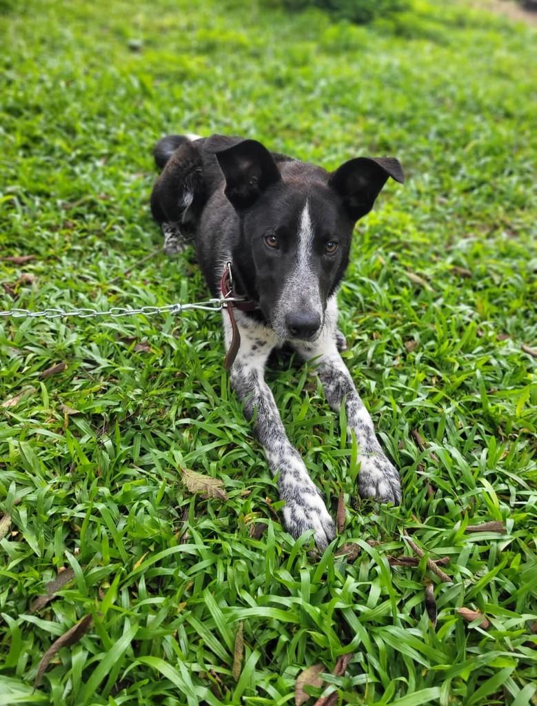 Guri, cachorro de porte médio para adoção em Marau - RS — foto 2 de 5