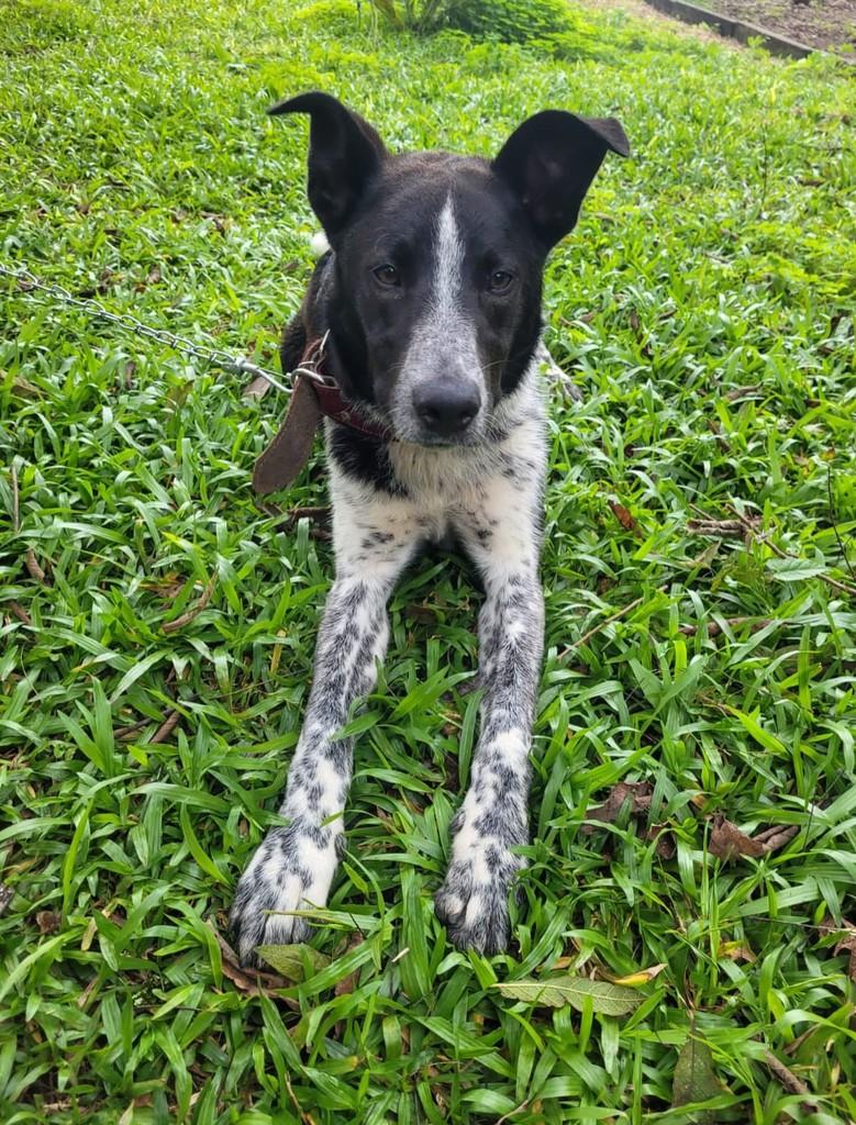 Guri, cachorro de porte médio para adoção em Marau - RS — foto 3 de 5