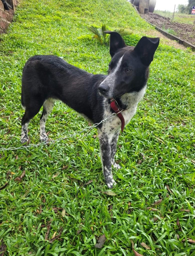 Guri, cachorro de porte médio para adoção em Marau - RS — foto 4 de 5