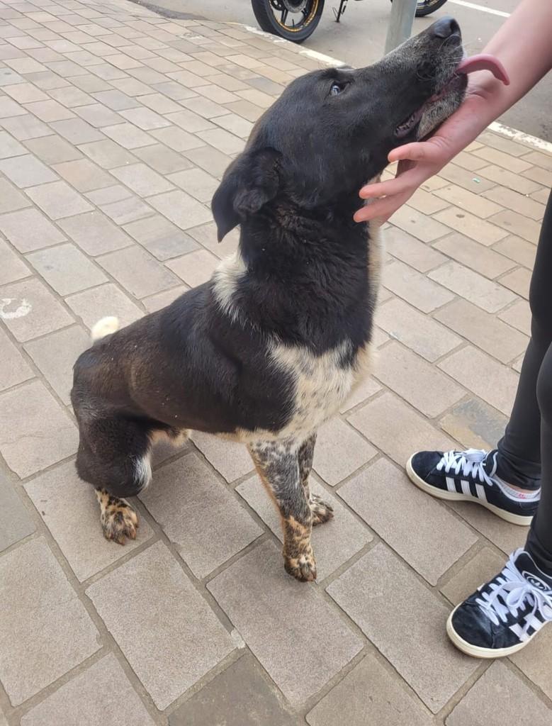 Guri, cachorro de porte médio para adoção em Marau - RS — foto 5 de 5