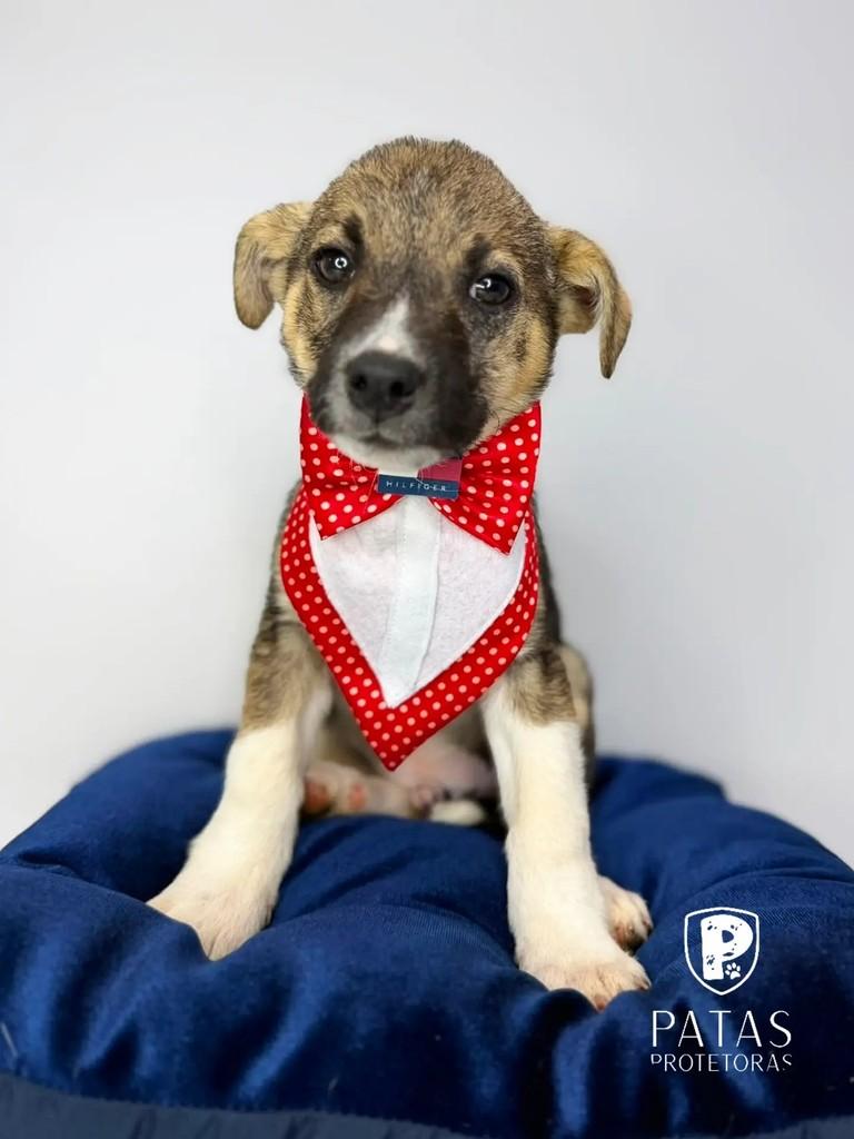 Peteco, cachorro de porte grande para adoção em Marau - RS