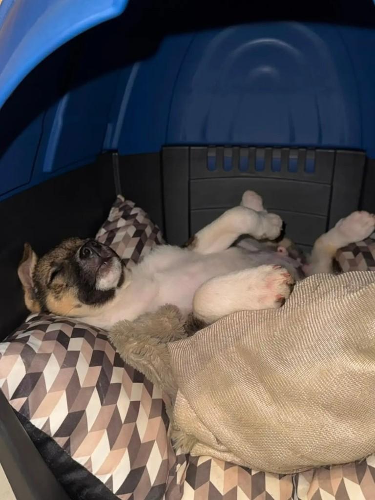 Peteco, cachorro de porte grande para adoção em Marau - RS — foto 2 de 2
