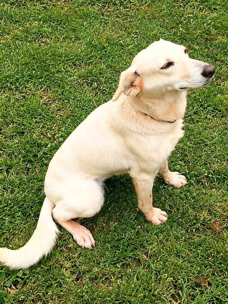 Princesa, cadela de porte médio para adoção em Marau - RS