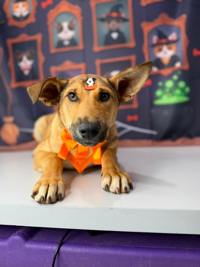Caramelo, cachorro de porte médio para adoção em Marau - RS