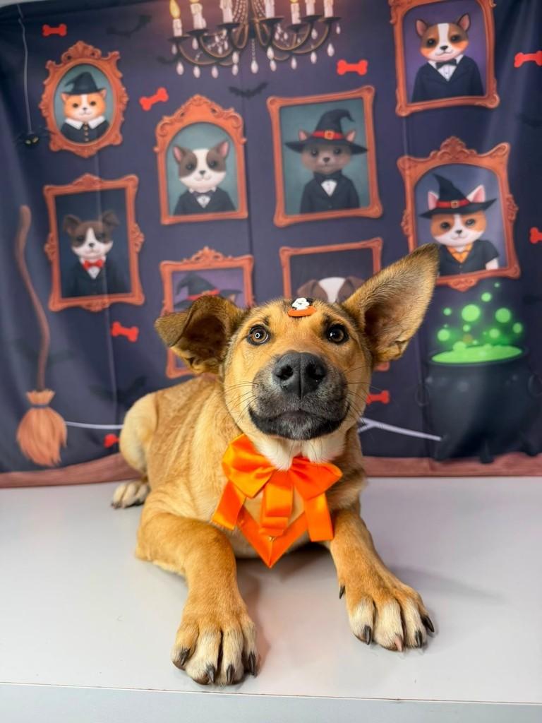 Caramelo, cachorro de porte médio para adoção em Marau - RS — foto 2 de 4