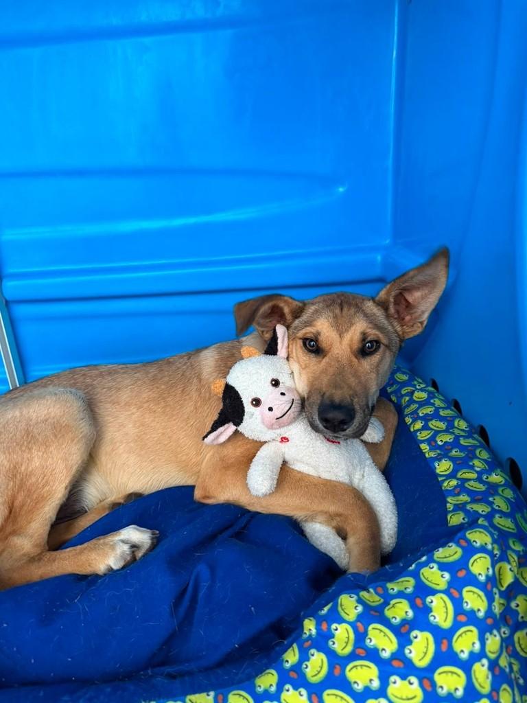 Caramelo, cachorro de porte médio para adoção em Marau - RS — foto 3 de 4